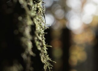 İçerik Dağıtım Planı İle Başarıyı Yakalamanın Sırları Neler?